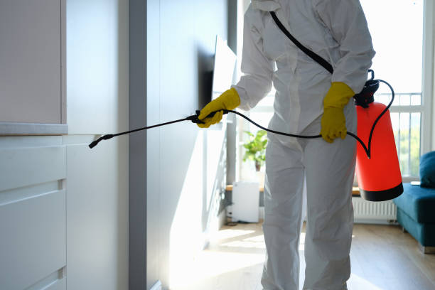 Best Black Mold Removal  in Victory Gardens, NJ