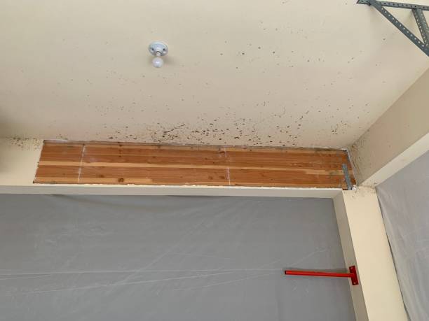Best Basement Mold Removal  in Victory Gardens, NJ
