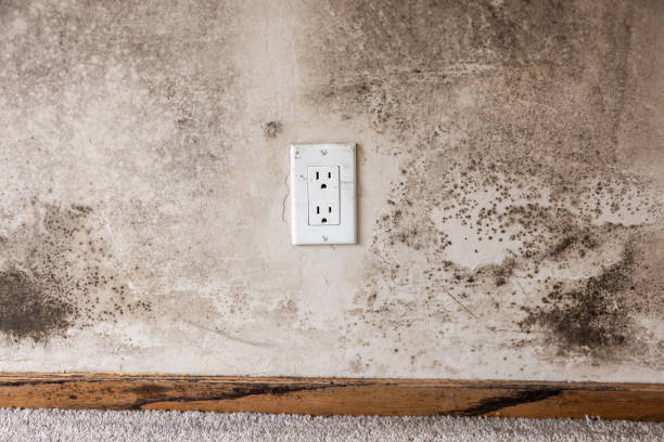 Best Real Estate Mold Inspection  in Victory Gardens, NJ