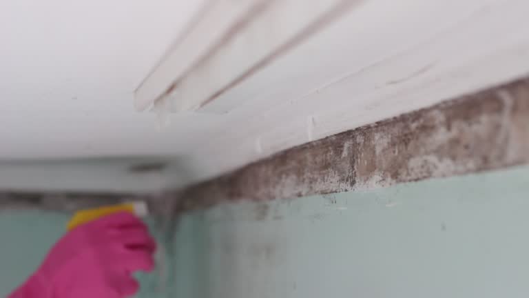 Best Mold Prevention Services  in Victory Gardens, NJ